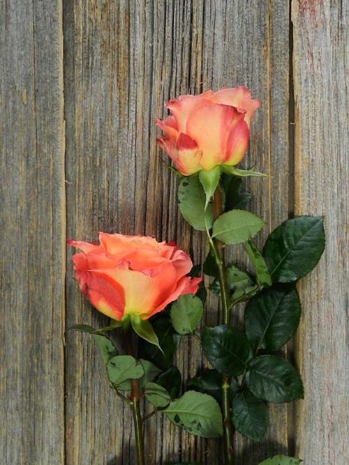 FREE SPIRIT BICOLOR ORANGE/YELLOW ROSES